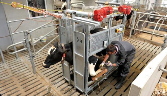 Lely Box Multifonctionnel